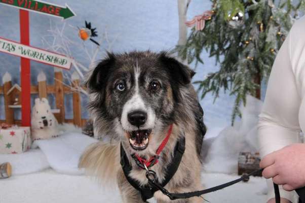 Fotochallenge 111: Endlich! Morgen kommt der Nikolaus..-Beitrag-Bild