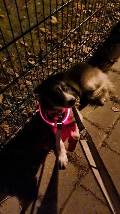 TierschutzhundeStammtisch🐕-Beitrag-Bild