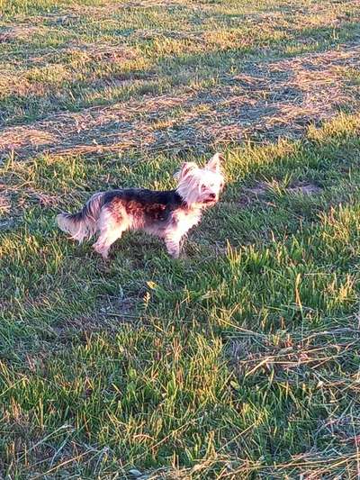 36. Handy Foto Challenge - Sonnenanbeter-Beitrag-Bild