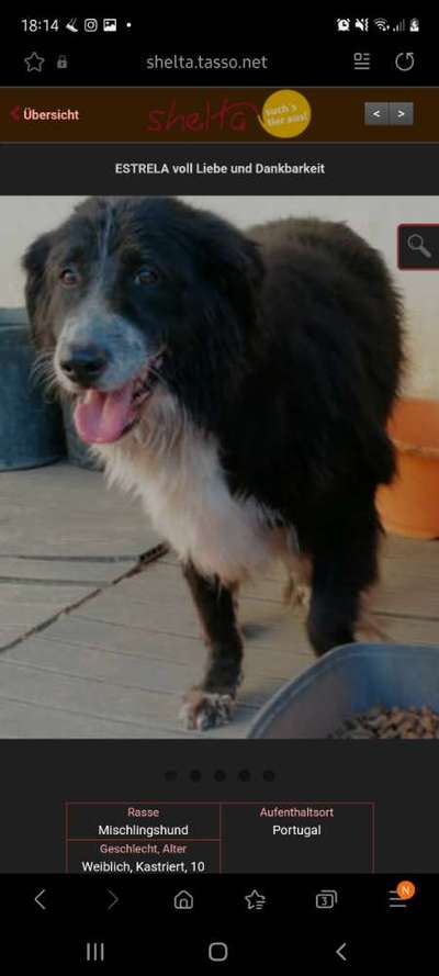 Mischlingshunde Foto Aufruf-Beitrag-Bild