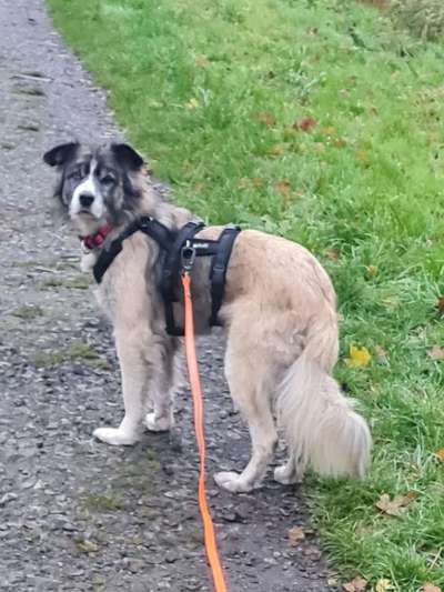 23. Collagen-Challenge: Portraits-Beitrag-Bild