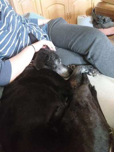 98.Fotochallange  - Hunde zeigen Zuneigung-Beitrag-Bild