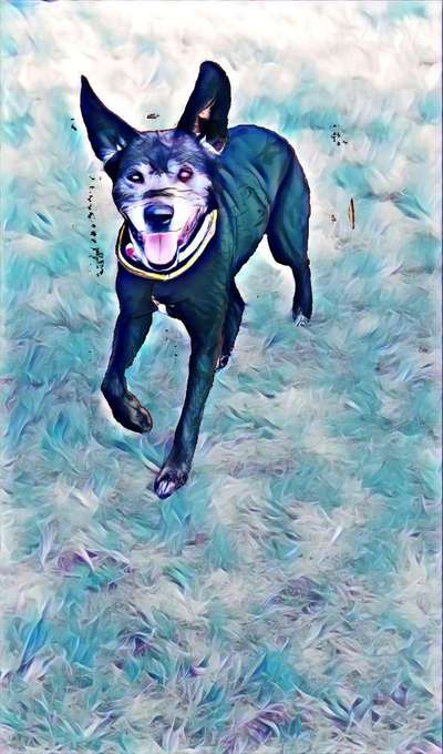 Fotochallenge 124 - Dein Comic-Hund-Beitrag-Bild