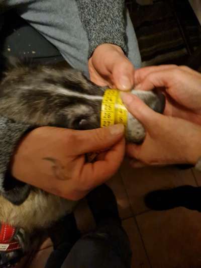 Wie sitzt mein Maulkorb / Maulkorb-Beratung-Beitrag-Bild