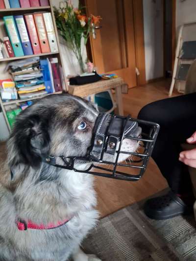 Wie sitzt mein Maulkorb / Maulkorb-Beratung-Beitrag-Bild