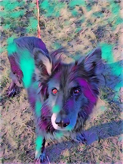 Fotochallenge 124 - Dein Comic-Hund-Beitrag-Bild