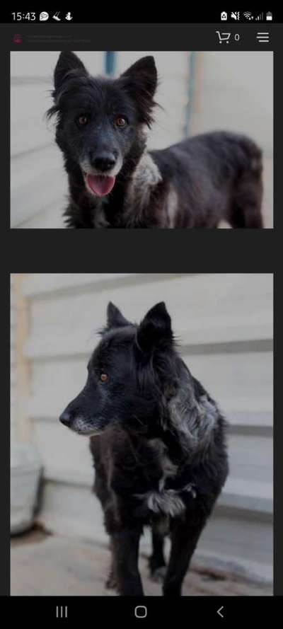 Auslandstierschutz-Beitrag-Bild