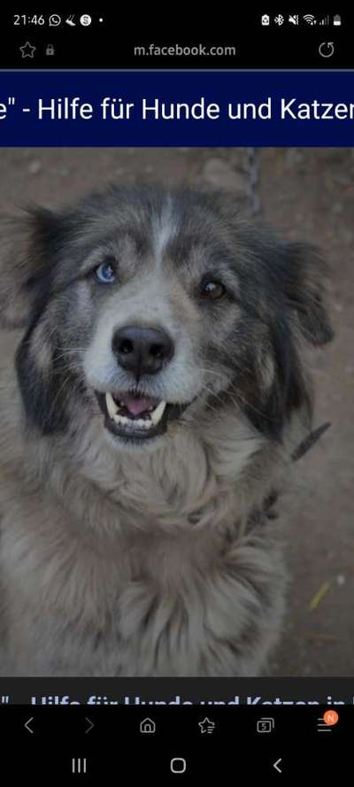 Australian Shepherd Mix-Beitrag-Bild