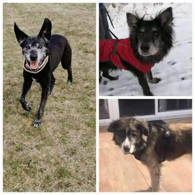 TierschutzhundeStammtisch🐕-Beitrag-Bild