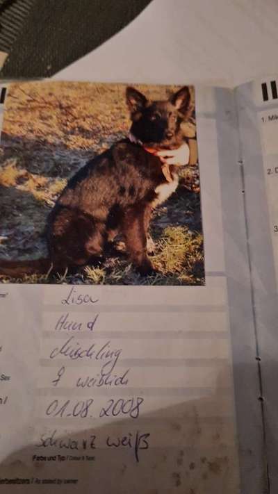 Welpenfotos-Beitrag-Bild