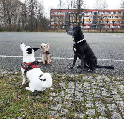 Bester Freund, Hundekumpel - zeigt her!-Beitrag-Bild