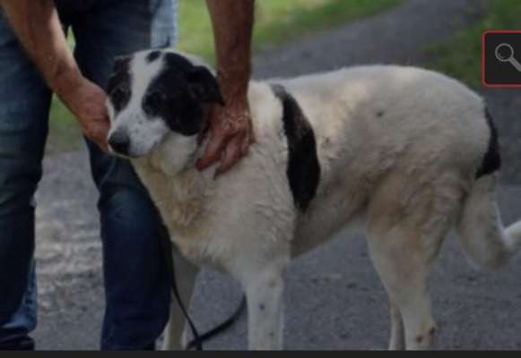 Labradorfans-Beitrag-Bild