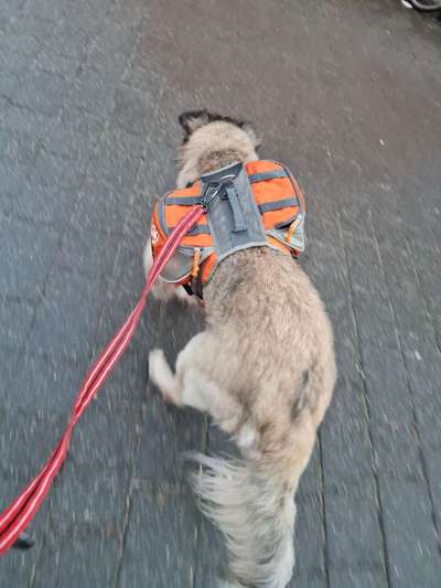 Rucksack für den Hund-Beitrag-Bild