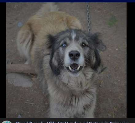 Mischlinge raten - Rätselspaß-Beitrag-Bild