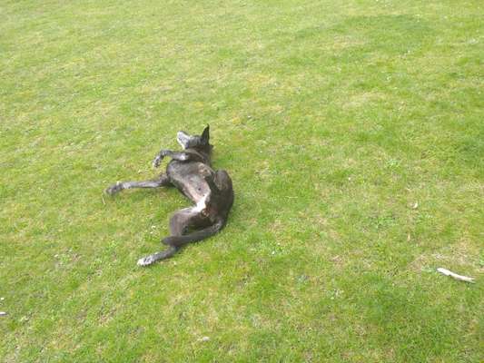 Fotochallenge No. 26                                     Wald und Wiese-Beitrag-Bild