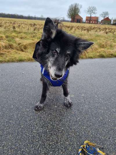 Deutsche Schäferhunde, Belgische Schäferhunde.-Beitrag-Bild