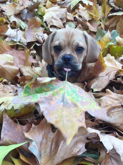 Die Dogorama Kalender Challenge Teil 1/4-Beitrag-Bild