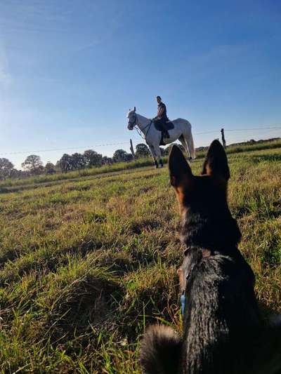 Trennungsangst beim Reiten-Beitrag-Bild