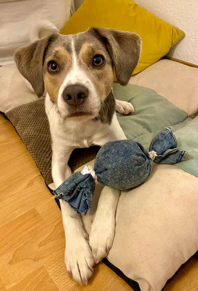 Hunde vom Tierschutzverein 🐕♥️-Beitrag-Bild