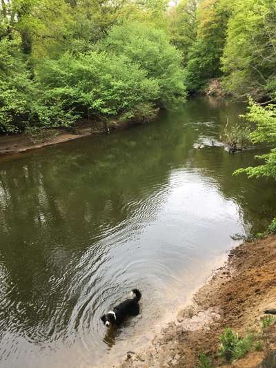 Dogorama-Monats-Challenge-Mai "Wasser"-Beitrag-Bild