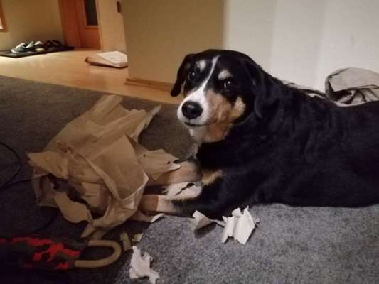 Appenzeller Sennenhunde-Beitrag-Bild