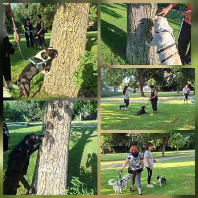 %{de_profession_title}-Hundetraining-Bild