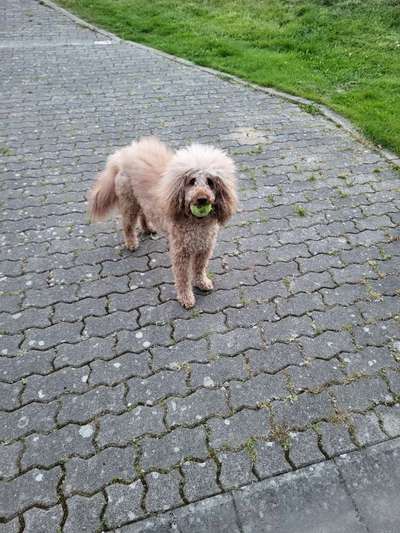 Gespräche zwischen Hund und Halter-Beitrag-Bild