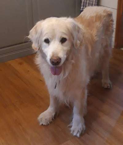 Hundename für einen Goldi-Beitrag-Bild