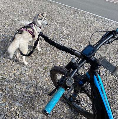 Hundetreffen-Bikejöring oder Canicross-Bild