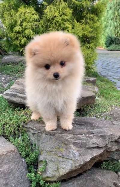 Als Welpen sind sie alle noch süßer-Beitrag-Bild