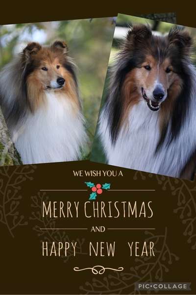 Collies gesucht-Beitrag-Bild