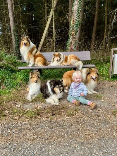 Collies gesucht-Beitrag-Bild