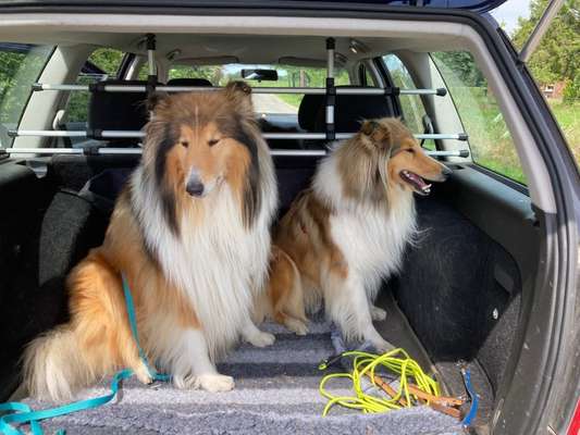 Collies gesucht-Beitrag-Bild