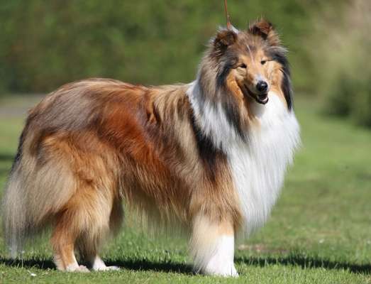 Collies gesucht-Beitrag-Bild