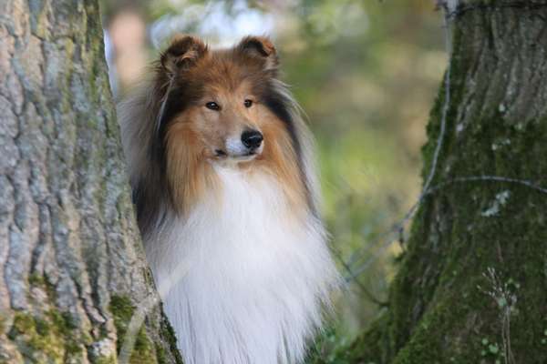 Collies gesucht-Beitrag-Bild