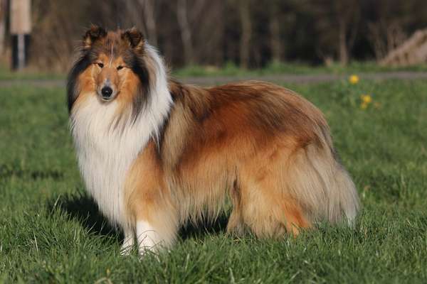 Collies gesucht-Beitrag-Bild