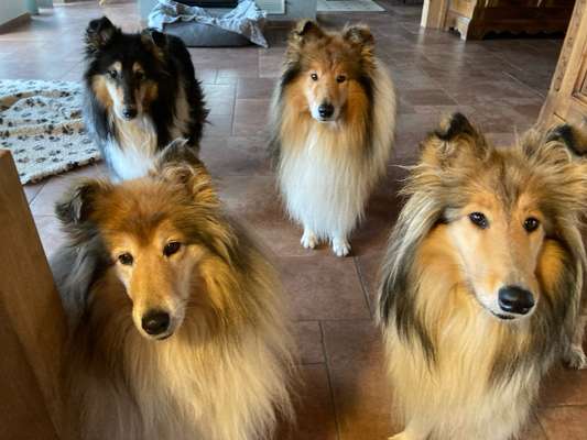 Collies gesucht-Beitrag-Bild