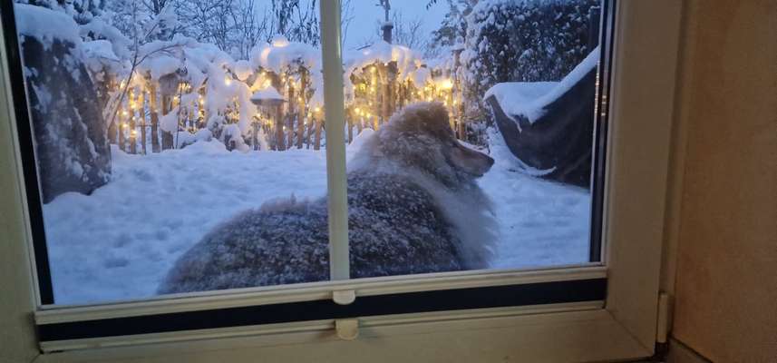 Collies gesucht-Beitrag-Bild