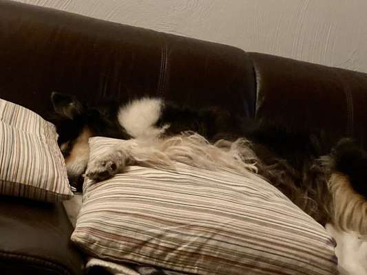 Collies gesucht-Beitrag-Bild