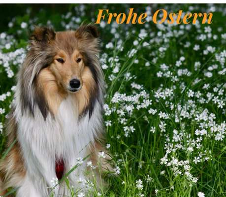 Collies gesucht-Beitrag-Bild