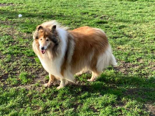 Collies gesucht-Beitrag-Bild