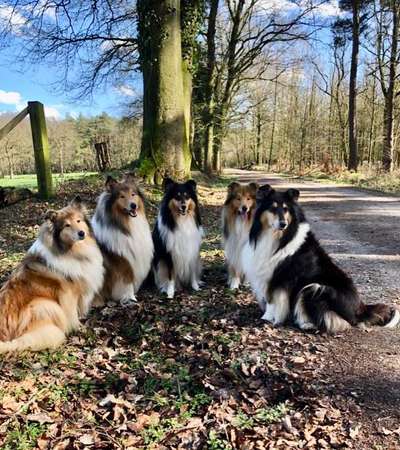 Collies gesucht-Beitrag-Bild