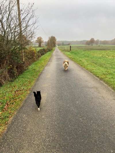 Collies gesucht-Beitrag-Bild