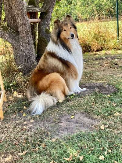 Collies gesucht-Beitrag-Bild