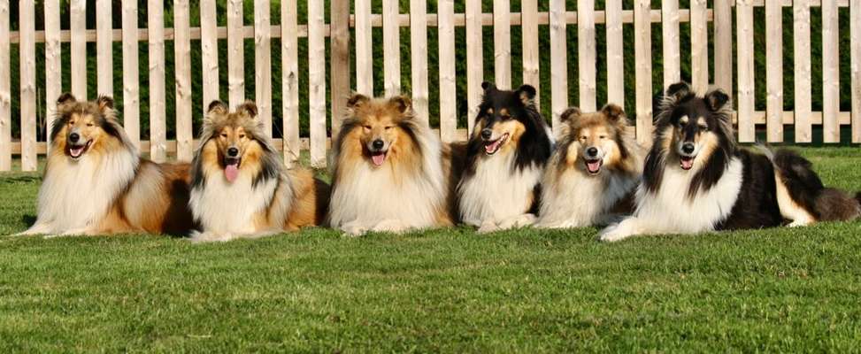 Collies gesucht-Beitrag-Bild