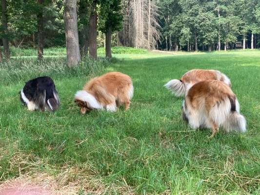 Collies gesucht-Beitrag-Bild