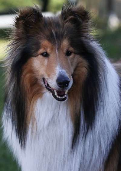 Collies gesucht-Beitrag-Bild