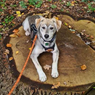 Hundetreffen-Souveräner Spiel- und Gassifreund gesucht-Bild