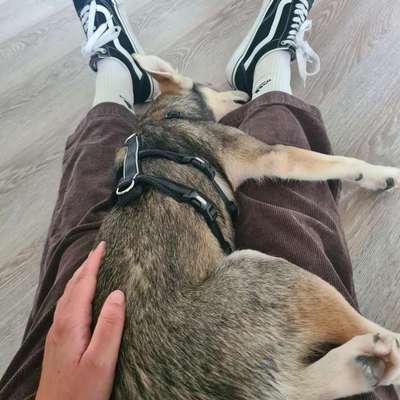 Angst beim Gassi gehen-Beitrag-Bild