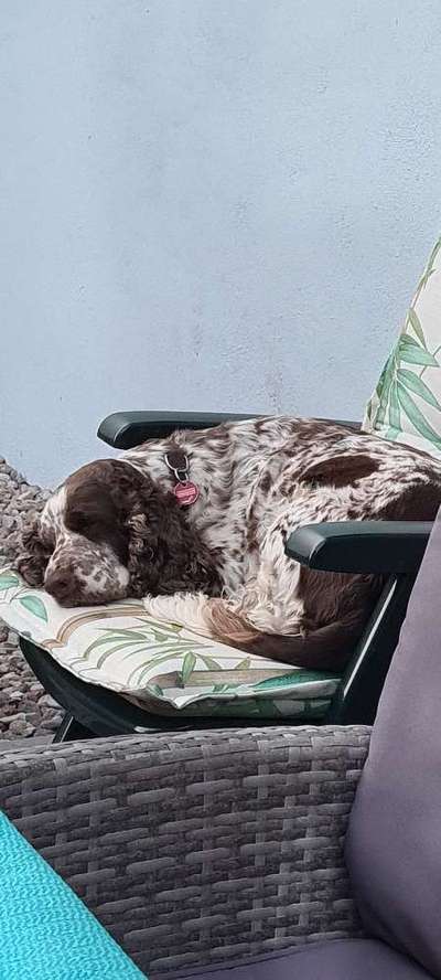 Unsere Fellnasen im Regenbogenland-Beitrag-Bild